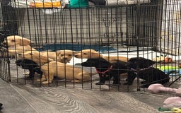 Mixed Breed dogs for sale: Beautiful mixed breed pups!  - Image 1