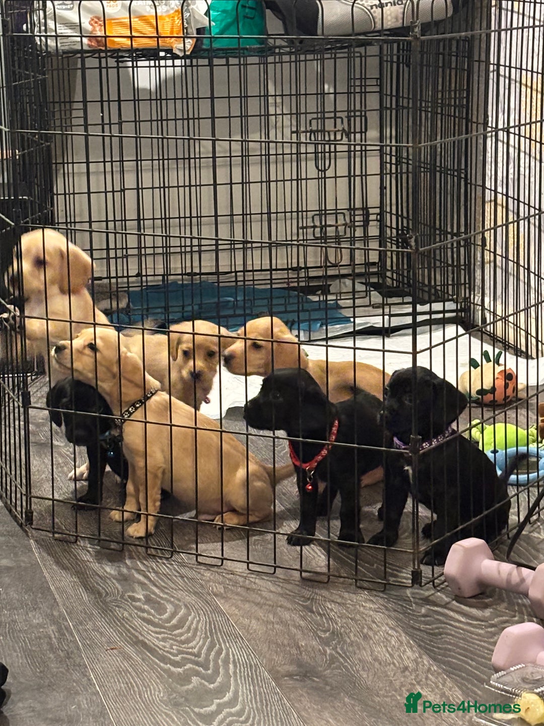 Mixed Breed dogs for sale: Beautiful mixed breed pups!  - Image 1