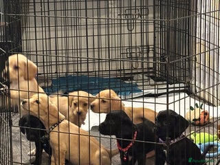 Mixed Breed dogs - Advert 2