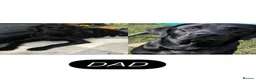 Labrador Retriever dogs for sale: KC Reg Black Labrador Puppies - Advert 7