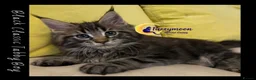 Maine Coon cats for sale: Gorgeous TICA Pedigree Maine Coon Kittens - Advert 13