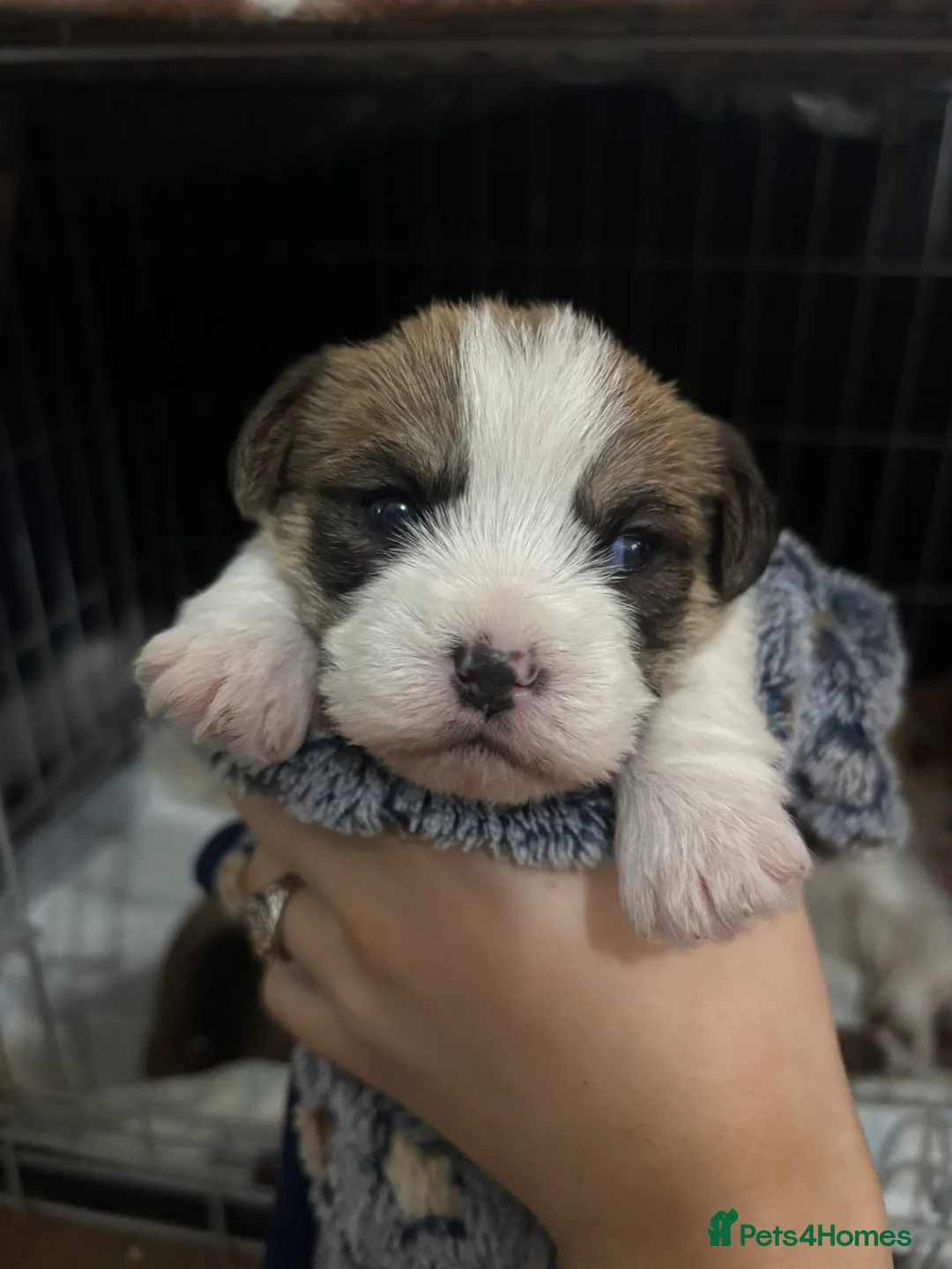 Shorkie dogs for sale: Shorkie x puppies  - Advert 8