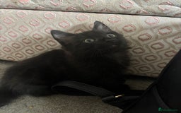 Mixed Breed cats for sale: 7 all black kittens - Image 11