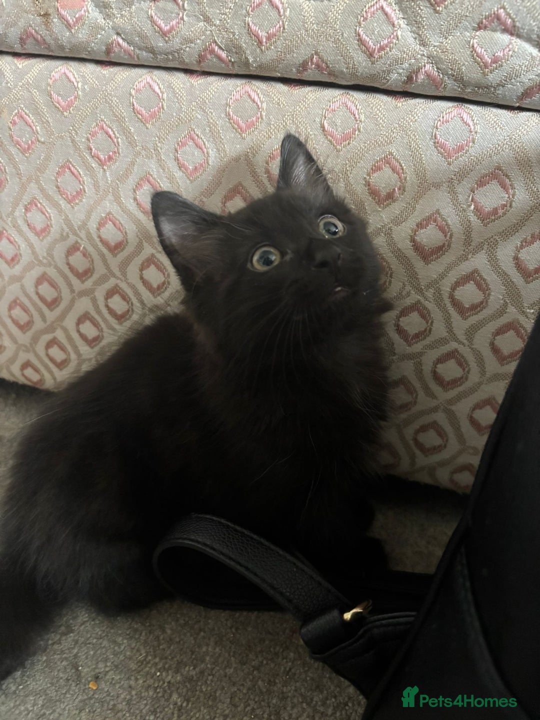 Mixed Breed cats for sale: 7 all black kittens - Image 11