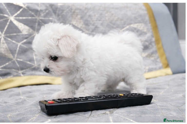 Maltese dogs  **  Maltese Puppies- Ready Now  - Advert 7