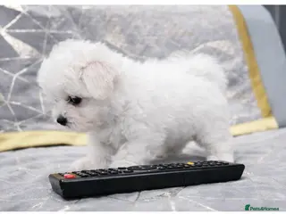 Maltese dogs Adorable Tiny Maltese Puppies- ready now - Advert 4