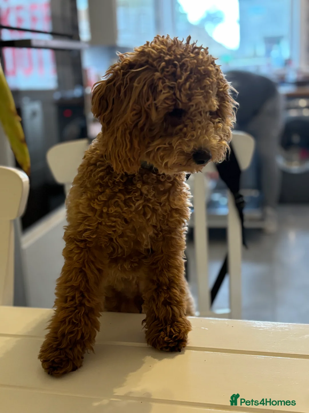 Toy Poodle dogs for stud: Red toy poodle for stud  - Advert 1