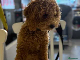 Toy Poodle dogs Red toy poodle for stud - Advert 13