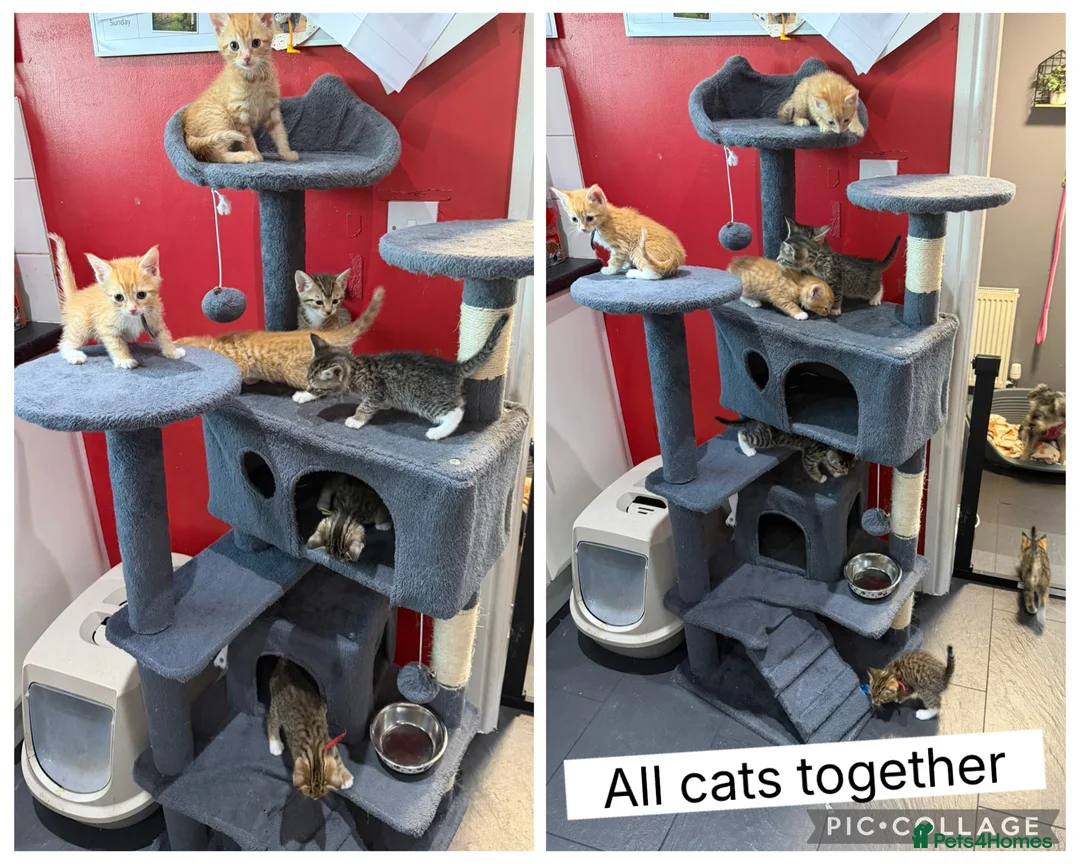 Mixed Breed cats for sale: 8 kittens ready for there forever homes ❤️ - Advert 10