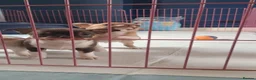 Chihuahua dogs for sale: Chihuahua Puppies  in Norwich - Advert 7
