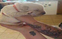 Mixed Breed dogs for sale: Huskador - Image 22