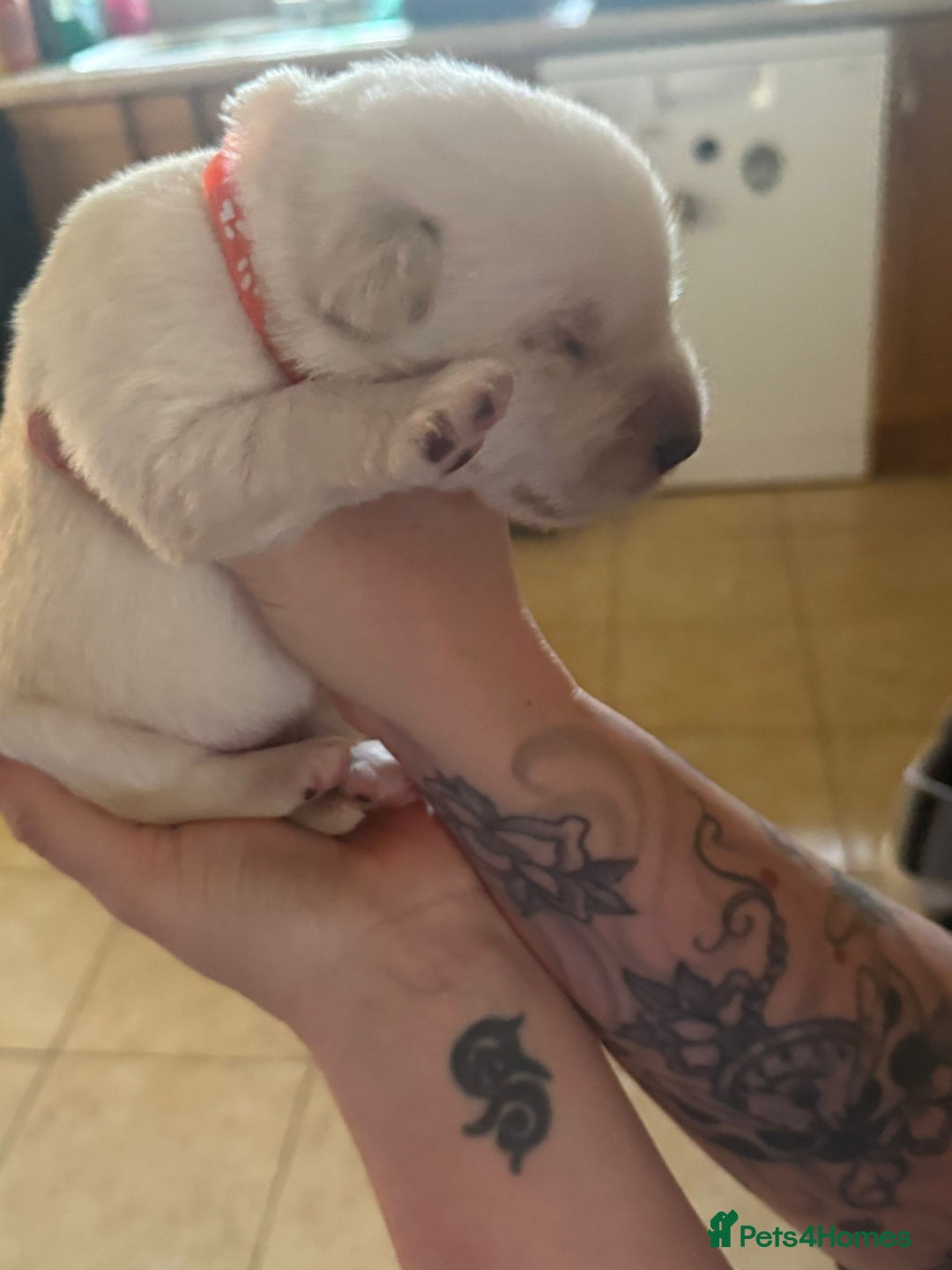 Mixed Breed dogs for sale: Huskador - Image 22