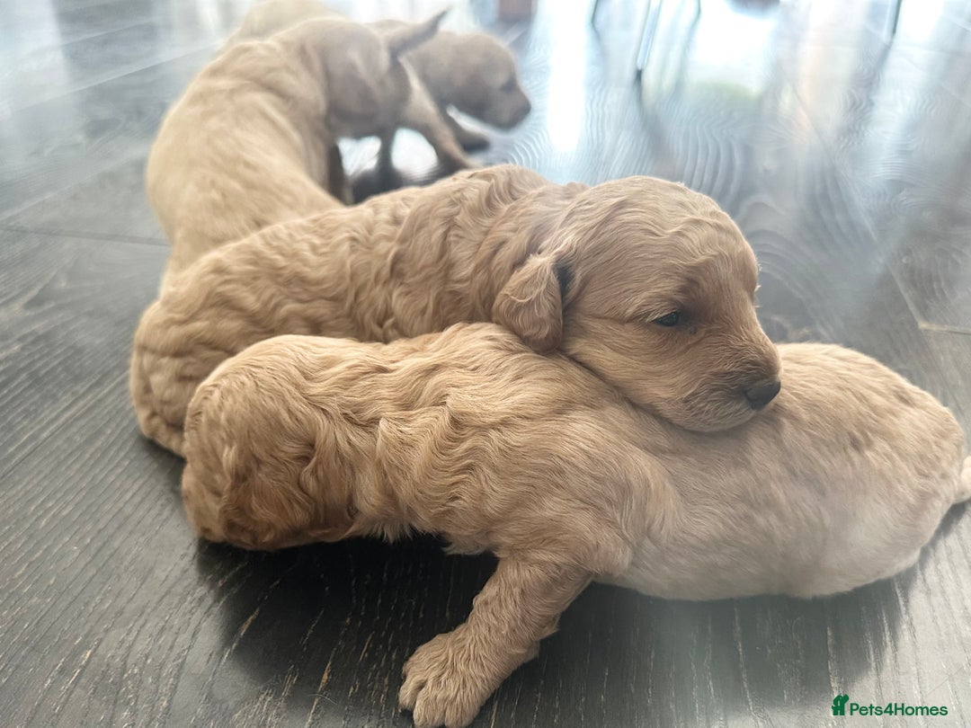 Labradoodle dogs for sale: Beautiful labradoodles for Sale  in Stoke-on-Trent - Image 22