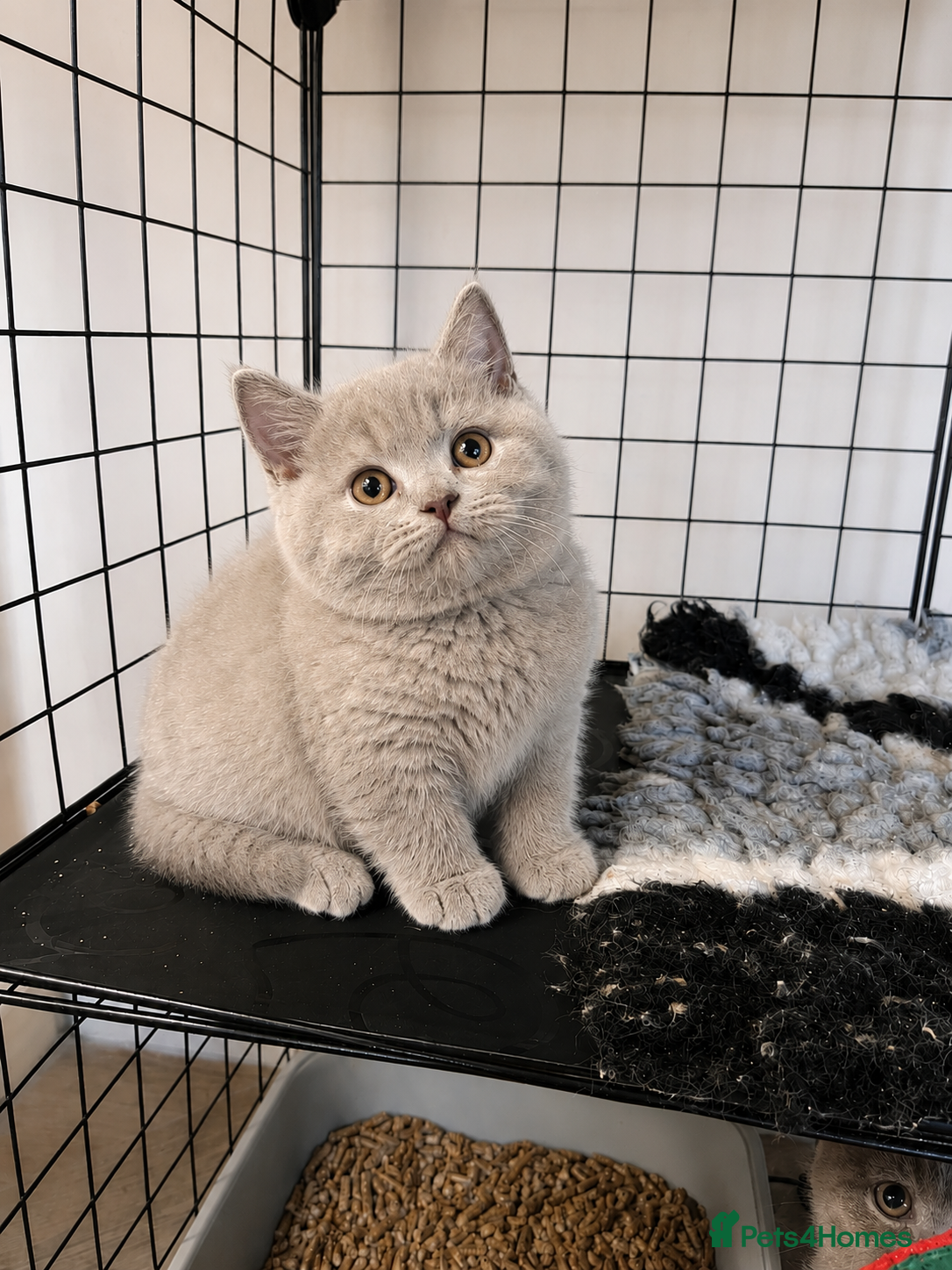 British Shorthair cats choc & lilac kittens  - Advert 2