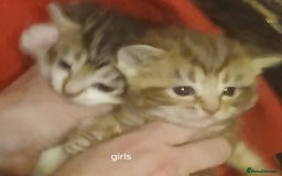Mixed Breed cats for sale: Female Ginger&Tabby&Black Kittens (Stevenage) - Image 3