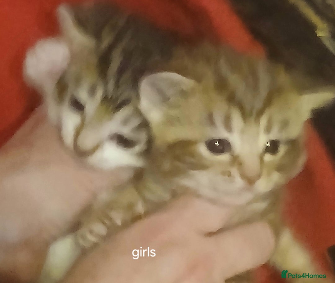 Mixed Breed cats for sale: Female Ginger&Tabby&Black Kittens (Stevenage) - Image 3