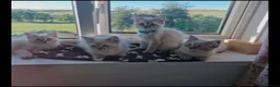 Ragdoll cats for sale: Beautiful ragdoll male kitten ready for adoption  in Bristol - Advert 5