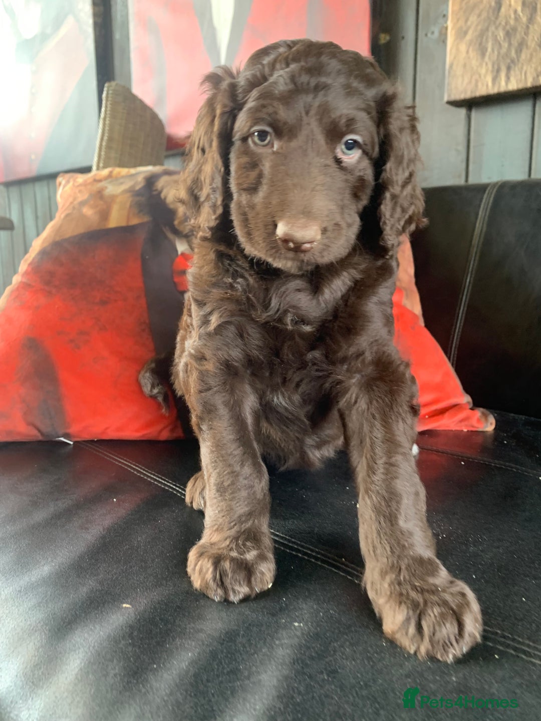 Bernedoodle dogs for sale: Standard Bernedoodle Girls Available  - Image 14