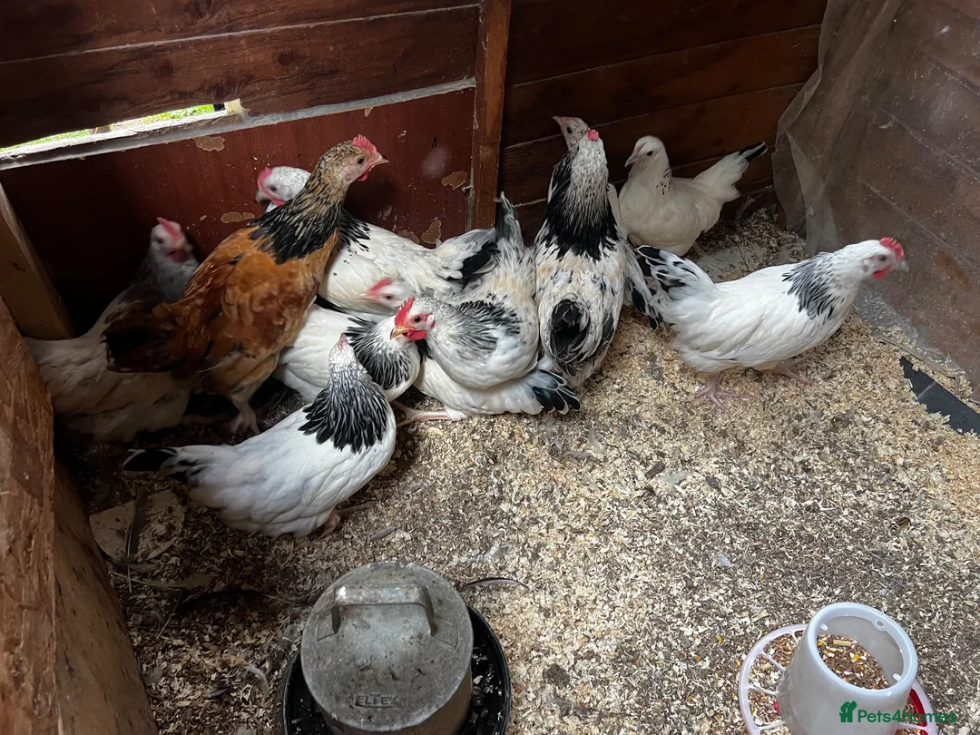 Chickens poultry for sale: 12 x light Sussex x 4 months old hens & cocks - Advert 2