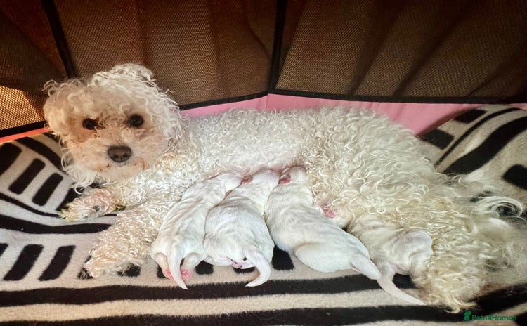 Maltese dogs - Advert 3