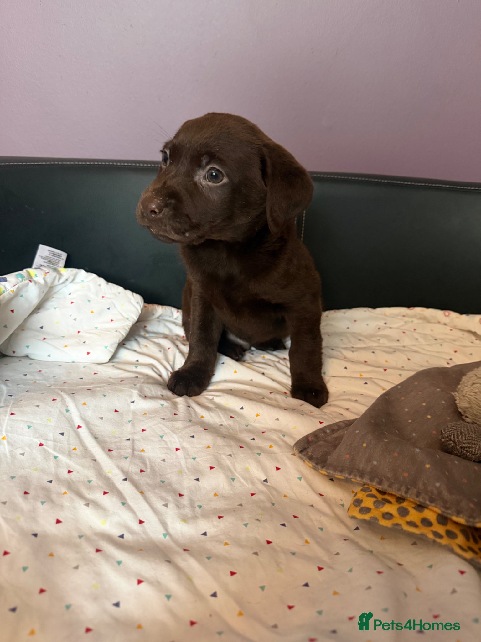 Labrador Retriever dogs Stunning chocolate Labrador pup  - Advert 2