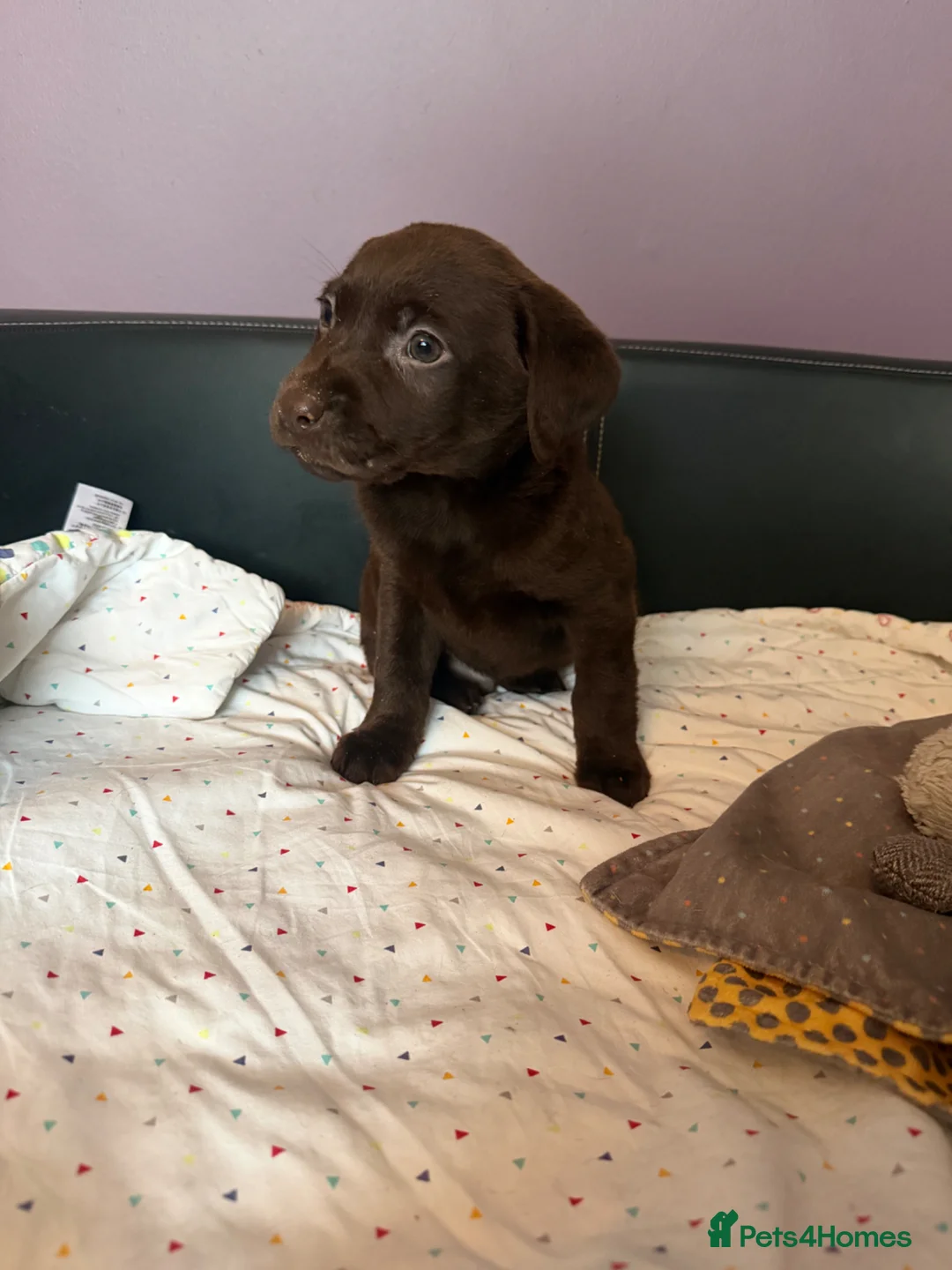 Labrador Retriever dogs for sale: Stunning chocolate Labrador pup  in Warrington - Advert 2