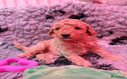Miniature Poodle dogs for sale: Miniature poodle puppies ready now  - Image 16