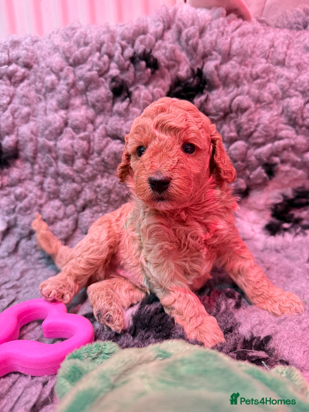 Miniature Poodle dogs for sale: Miniature poodle puppies ready now  - Image 16