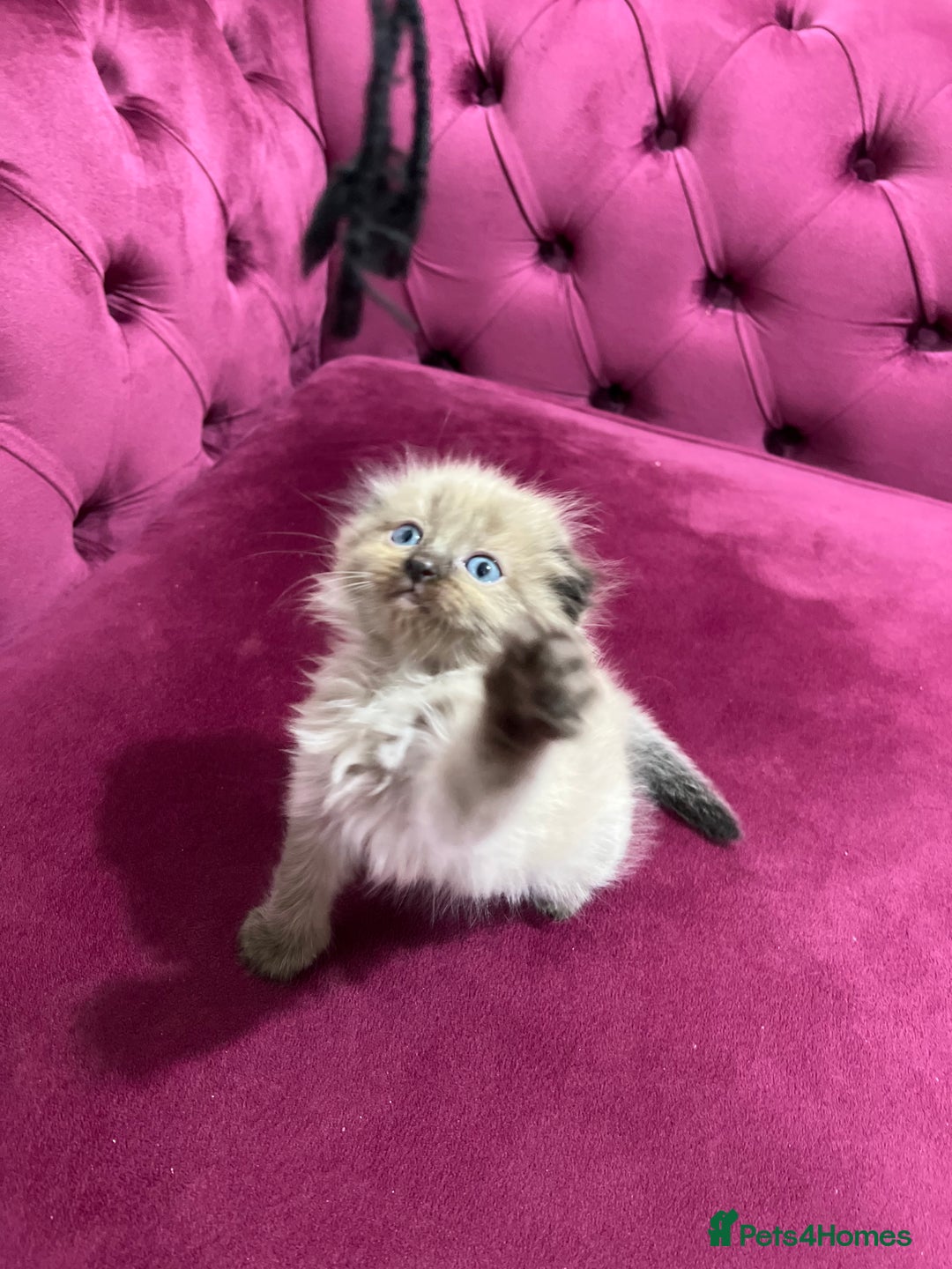 Scottish Fold cats for sale: Beautiful Scottish fold🌹☺️ - Advert 20