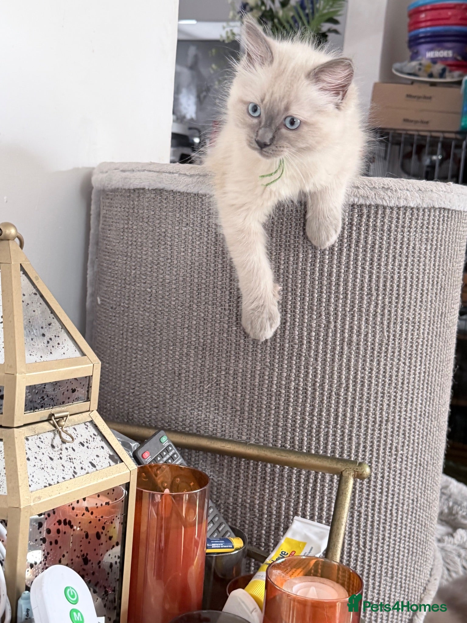 Ragdoll cats 3 full Ragdoll boys  - Advert 2