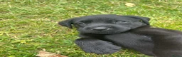 Labrador Retriever dogs for sale: KC registered Black Labrador Pups  - Advert 39