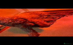 Cockapoo dogs for sale: Cockapoo Puppies - Image 6