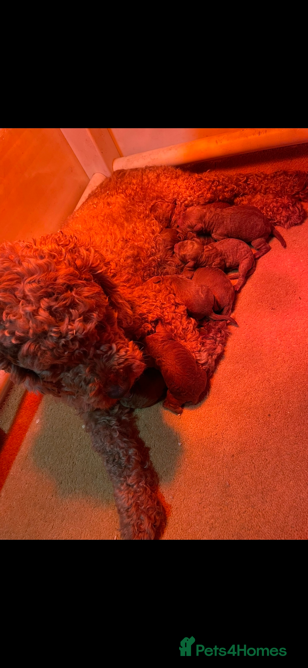 Cockapoo dogs for sale: Cockapoo Puppies - Image 6