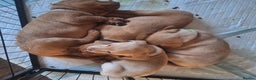 Labrador Retriever dogs for sale: Fox Red Labrador pups - Advert 10
