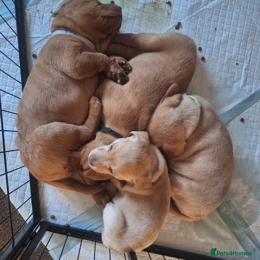 Labrador Retriever dogs for sale: Fox Red Labrador pups - Advert 10