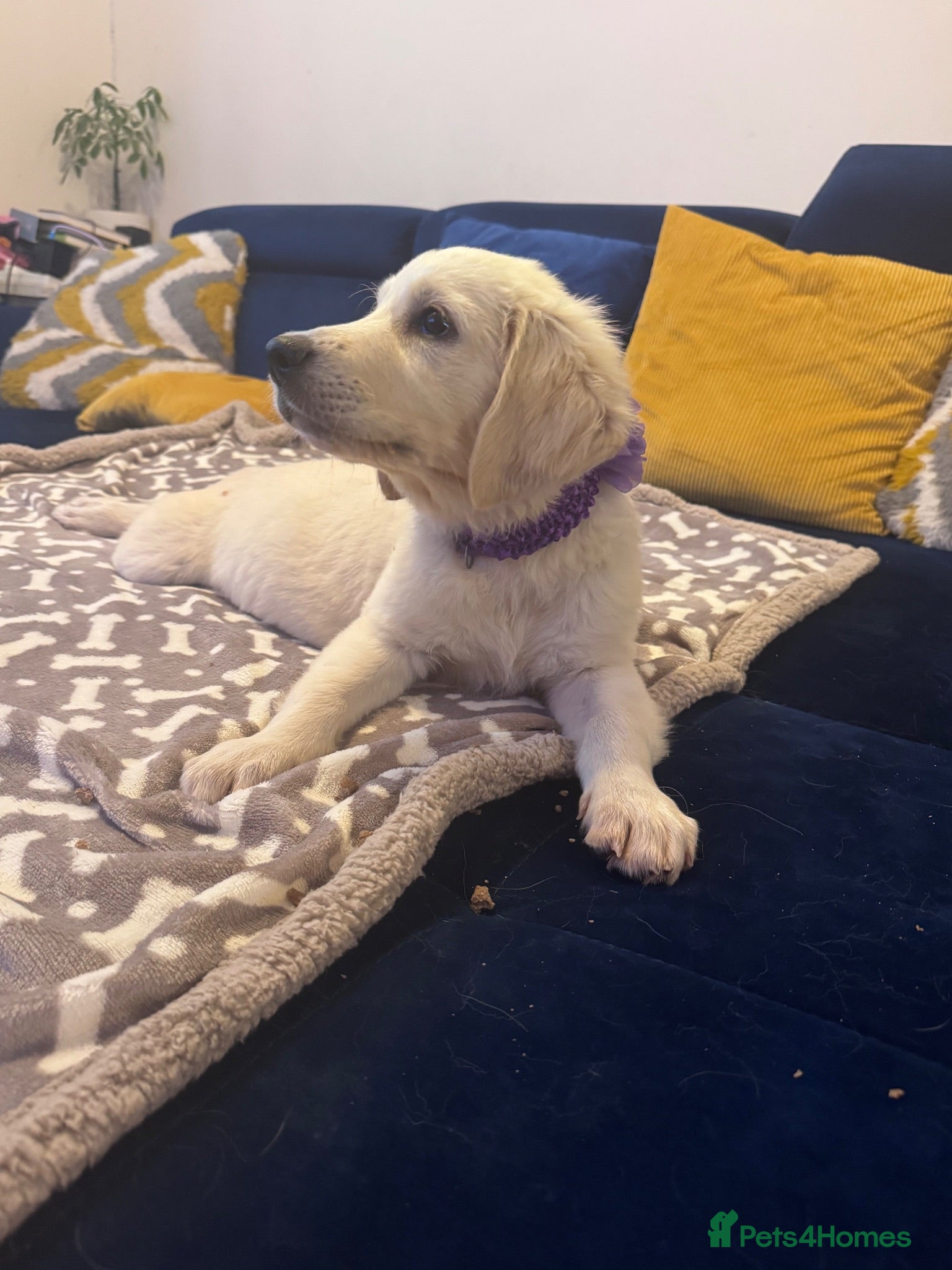 Golden Retriever dogs ❤️❤️❤️ Beautiful KC Golden Retriever puppies❤️❤️❤️ - Advert 12
