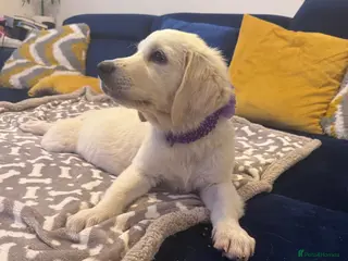 Golden Retriever dogs ❤️❤️❤️ Beautiful KC Golden Retriever puppies❤️❤️❤️ - Advert 12