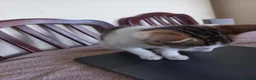 Mixed Breed cats for sale: Kitten for sale  in South Croydon - Advert 8