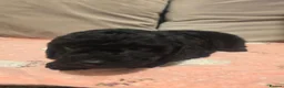 Shihpoo dogs for sale: Three male shihpoo puppies  - Advert 11