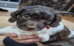 Sproodle dogs for sale: F1 Parti Sproodles 💥 REDUCED 💥 LAST TWO MALES 💥 in Kidderminster - Image 6