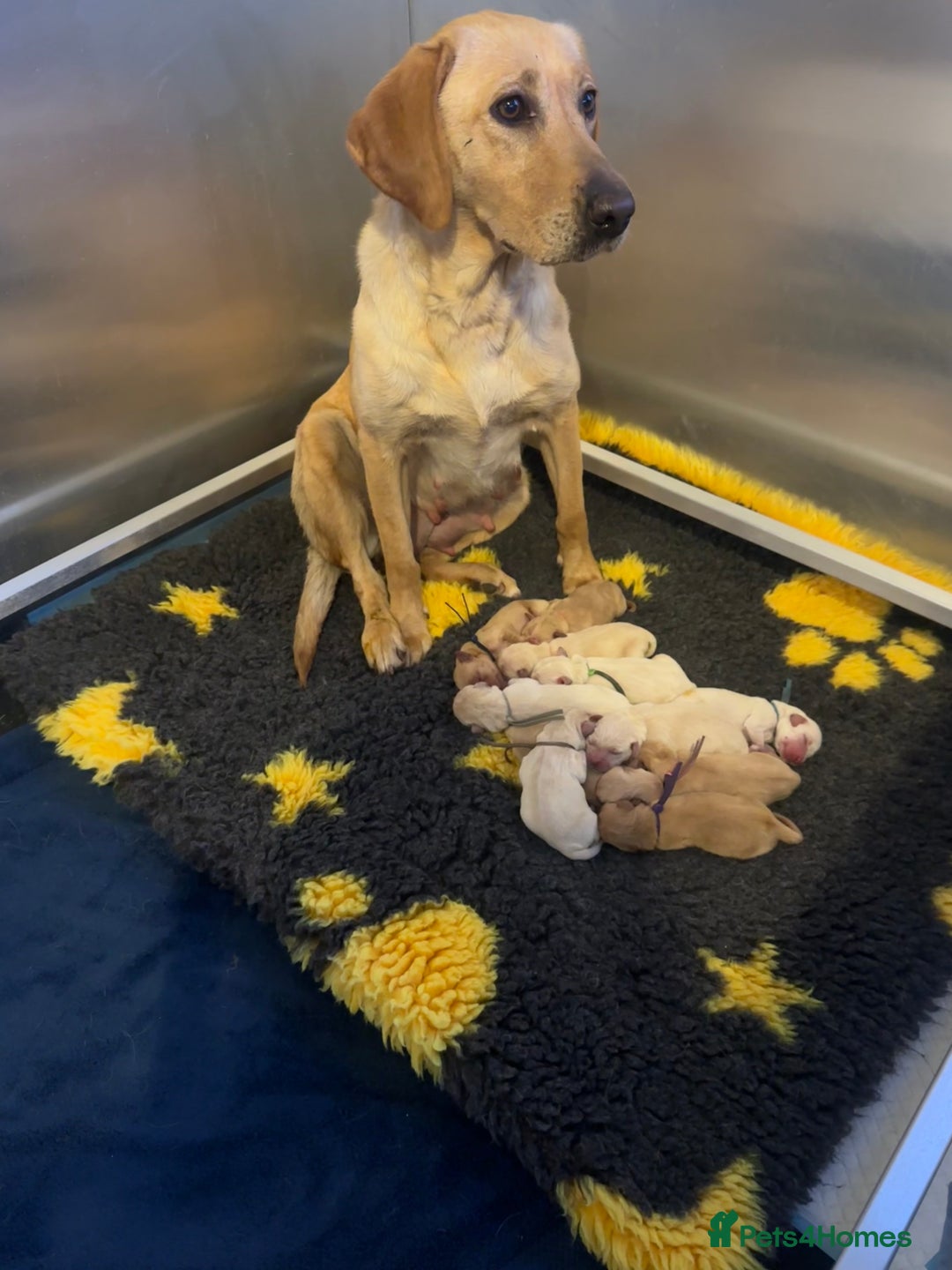 Labrador Retriever dogs for sale: Stunning Working bred yellow Labs Raised in home - Image 15