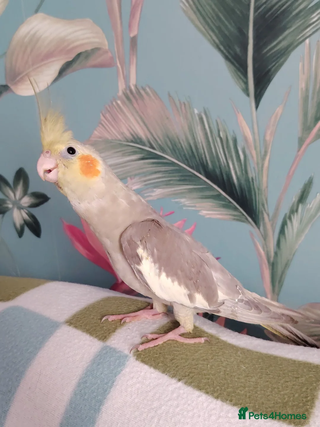 Cockatiels birds for sale: Hand reared cinnamon and grey pied cockatiels - Advert 2