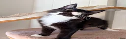 Maine Coon cats for sale: Gccf male Maine coon kitten  - Advert 7