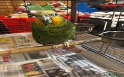 Parrots birds for sale: Amazon - Image 2