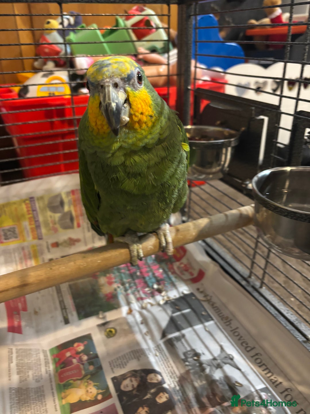 Parrots birds for sale: Amazon - Image 2