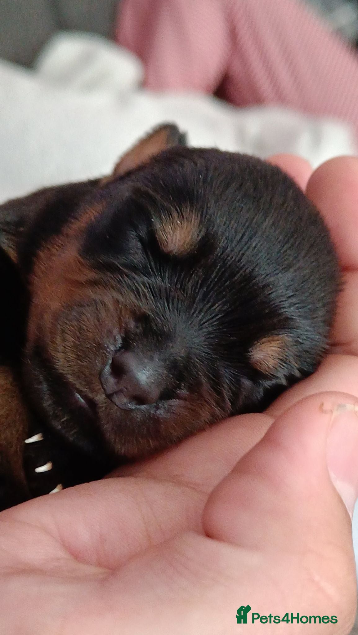 Rottweiler dogs Exceptional huge Rottweiler pups - Advert 1