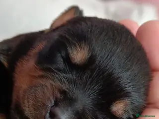 Rottweiler dogs Exceptional huge Rottweiler pups - Advert 1
