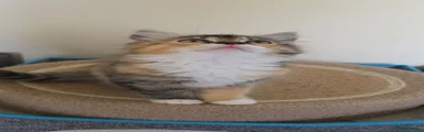 Ragdoll 3