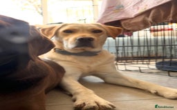 Labrador Retriever dogs for sale: Fully vaccinated chunky pedigree pups  - Advert 10