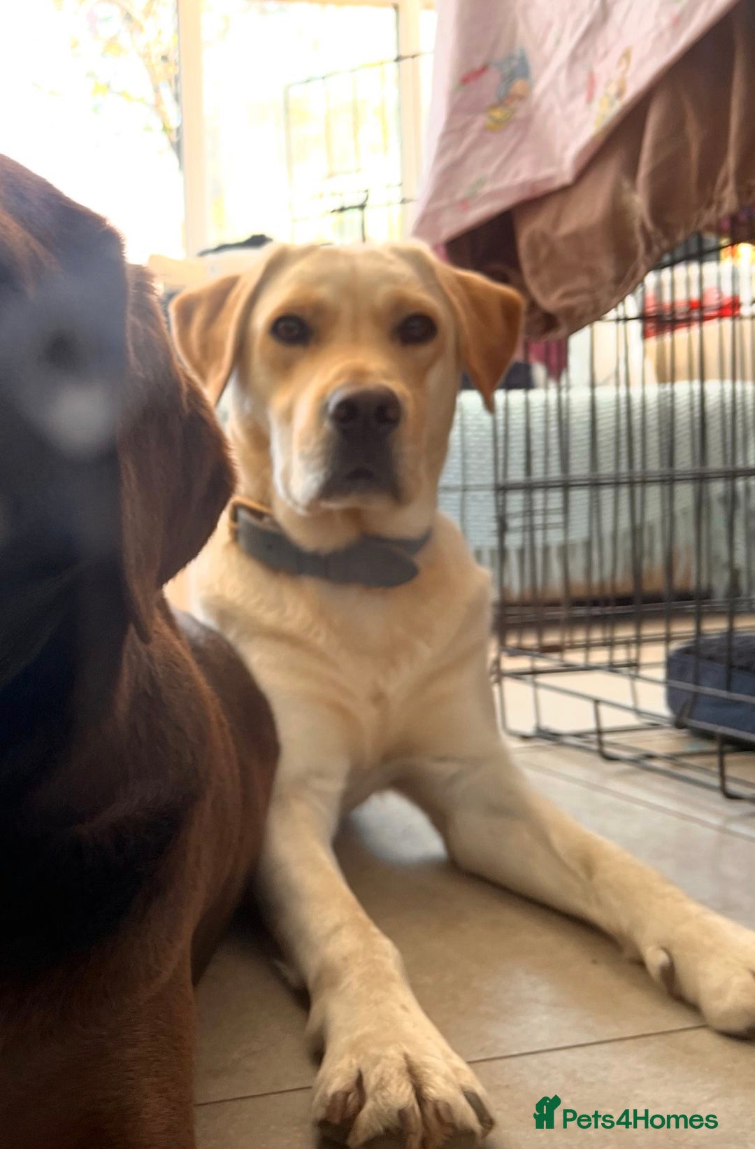 Labrador Retriever dogs for sale: Fully vaccinated chunky pedigree pups  - Advert 10